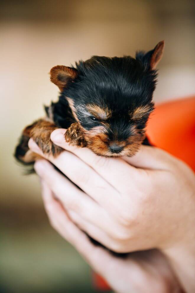 Healthy puppy - Yorkie Guide