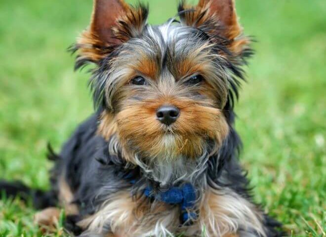 Teacup Yorkie