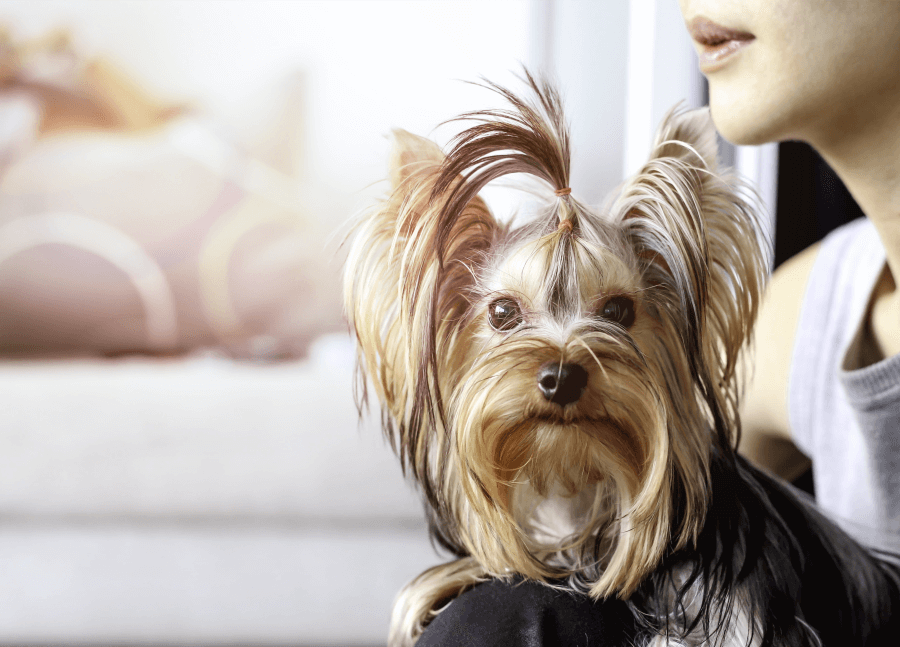 why-do-yorkies-turn-grey